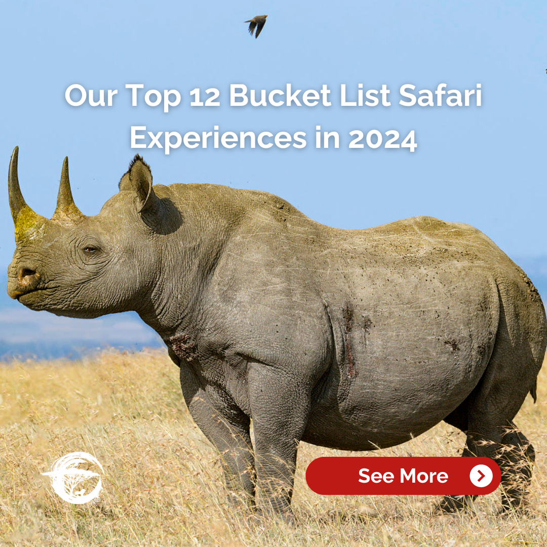 An advertisement for our top 12 bucket list safari experiences in 2024