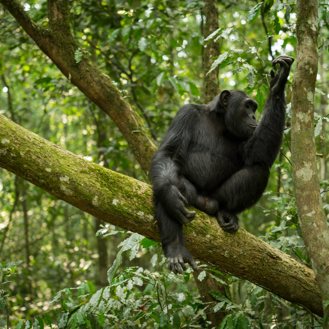 Chimpanzee sitting on a tree branch, raising a hand in a lush, green forest.