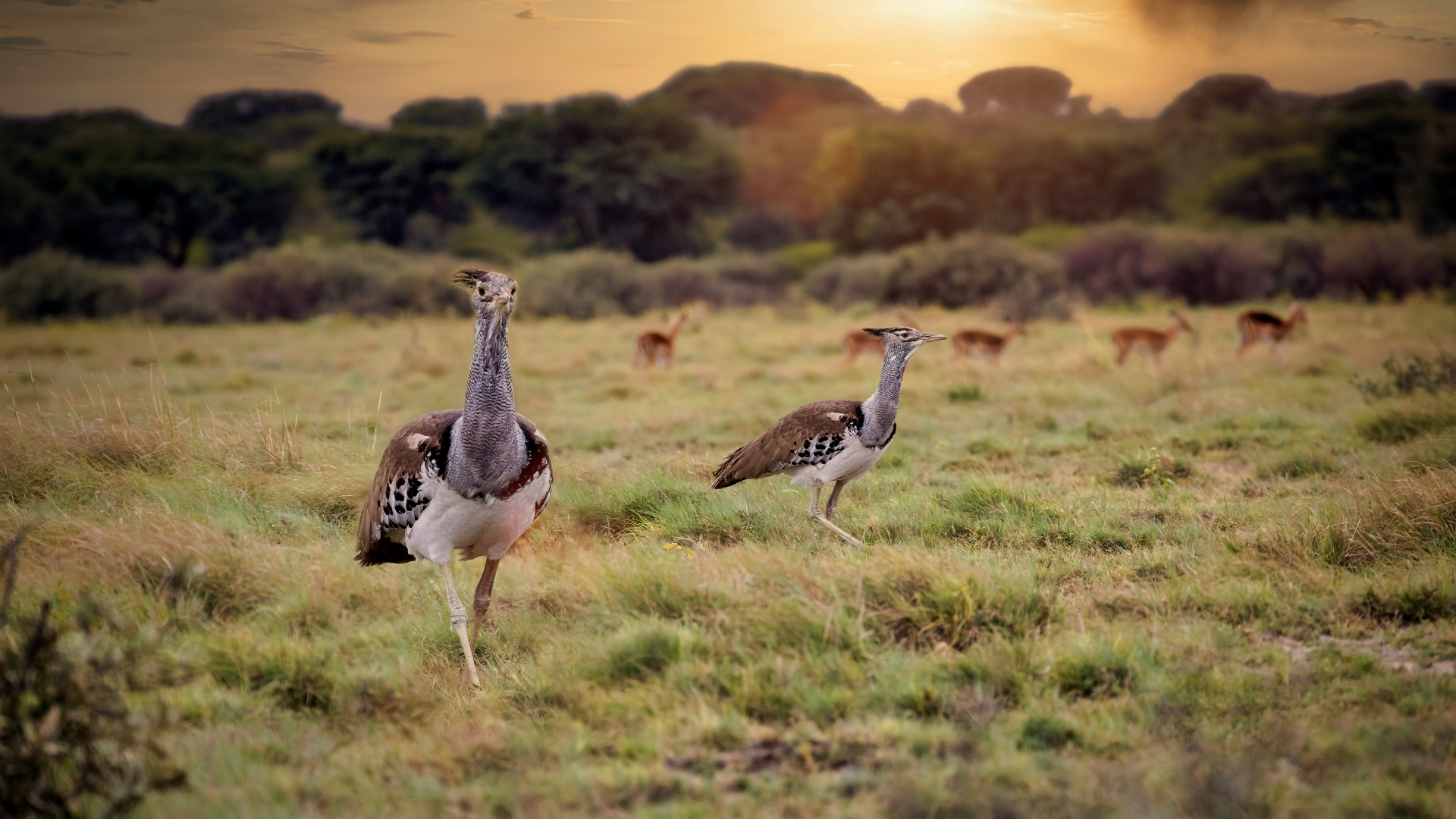 Kori Bustard walking