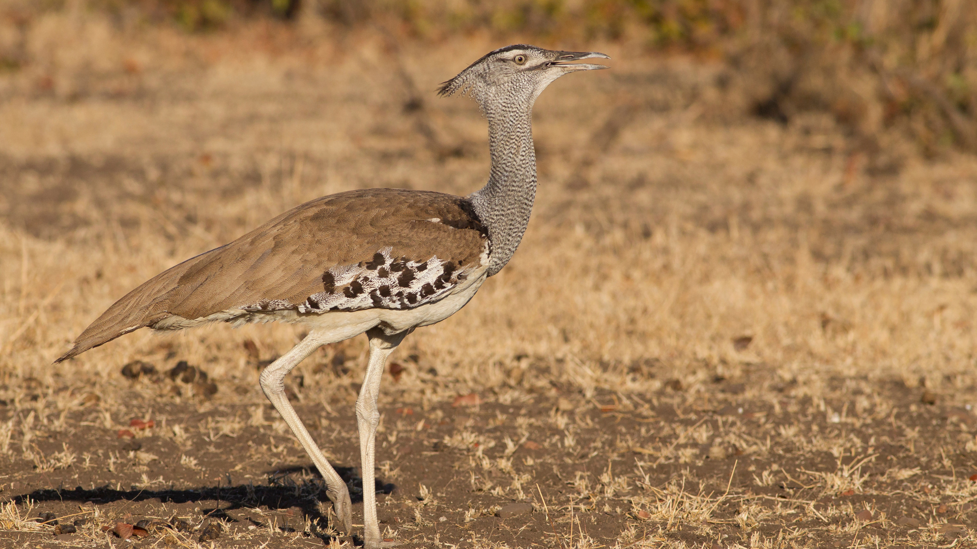 Kori Bustard 