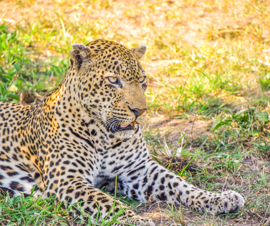 A Leopard on Safari in the Kruger National Park