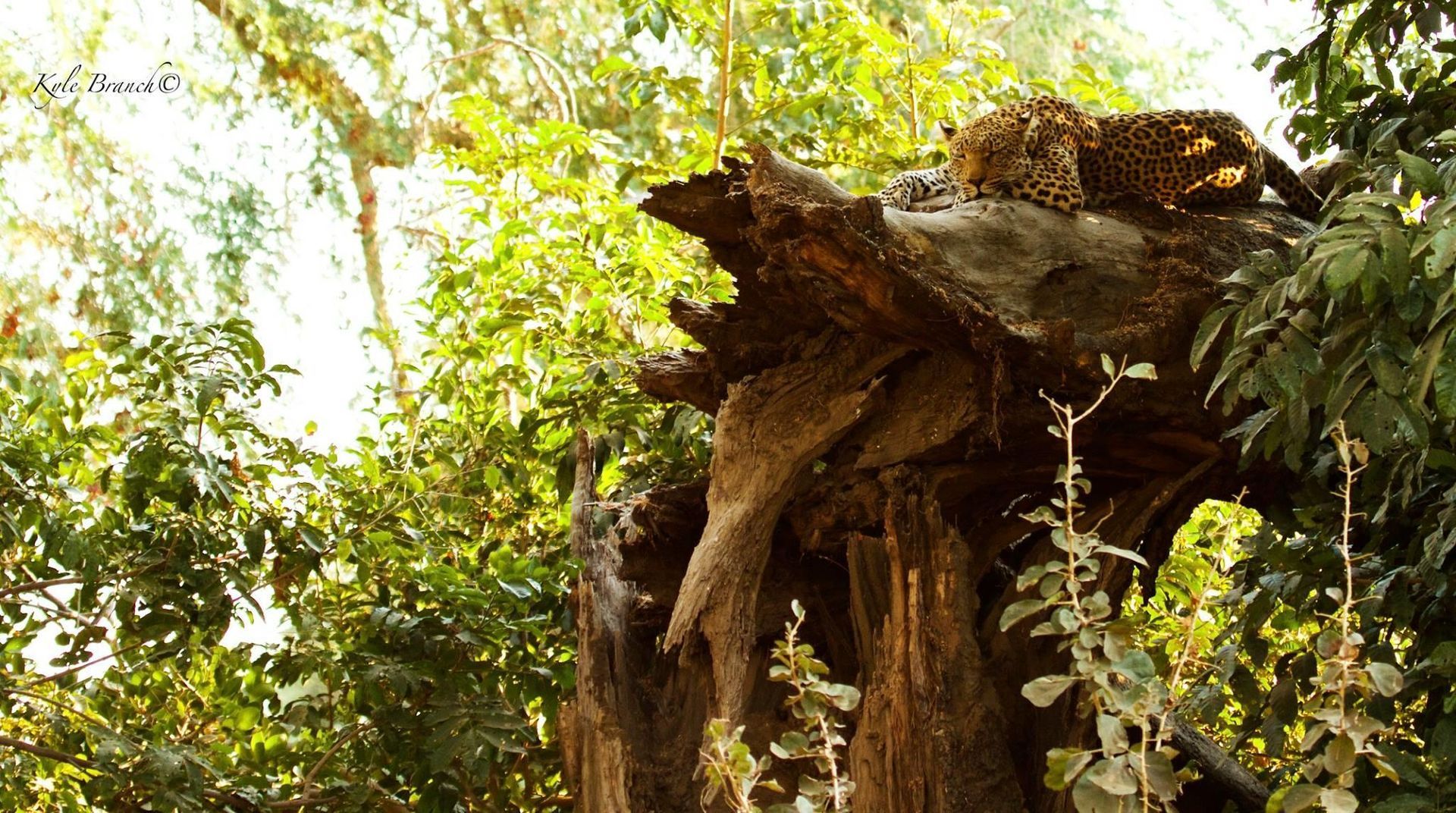 Leopard at Sausage Tree Camp