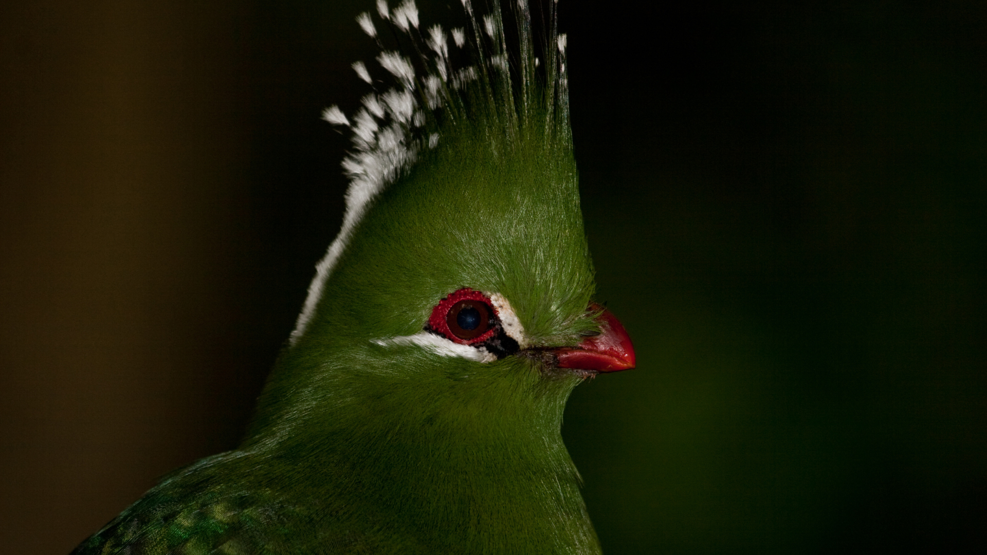 Livingstone's Turaco