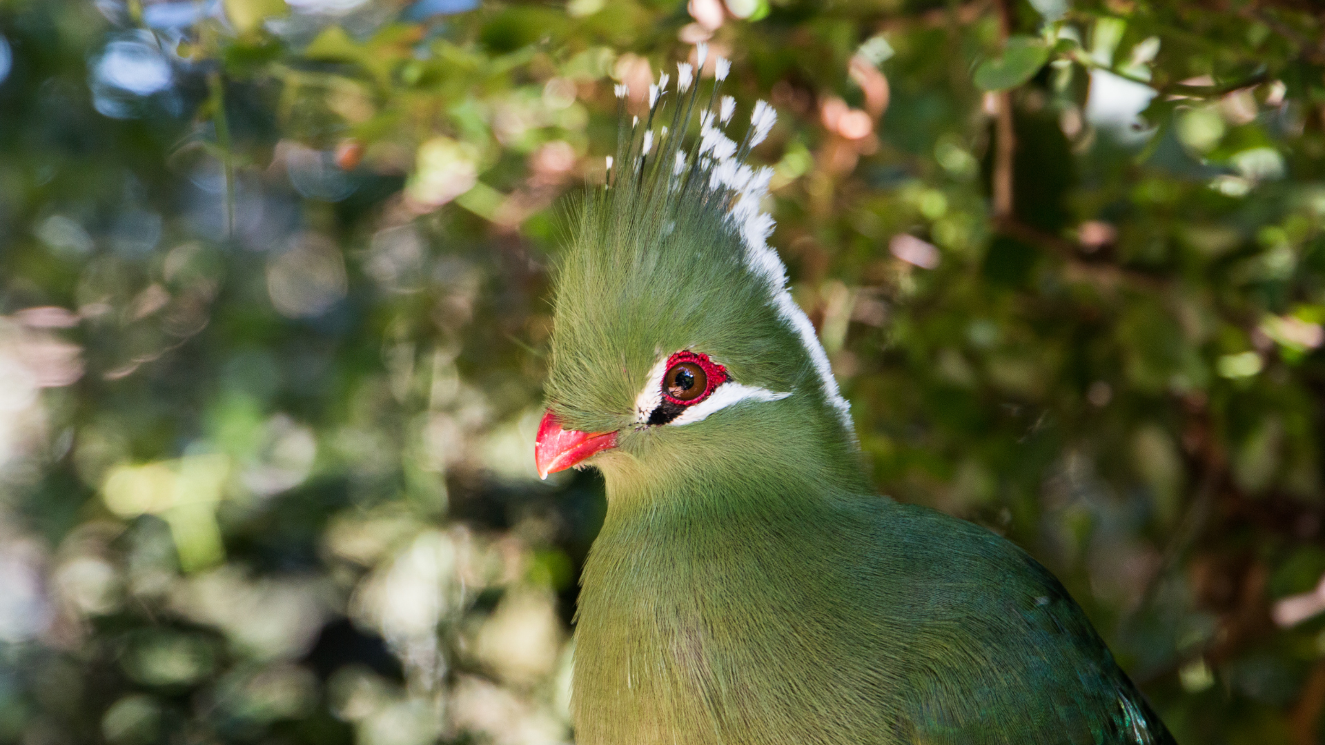 Livingstone's Turaco