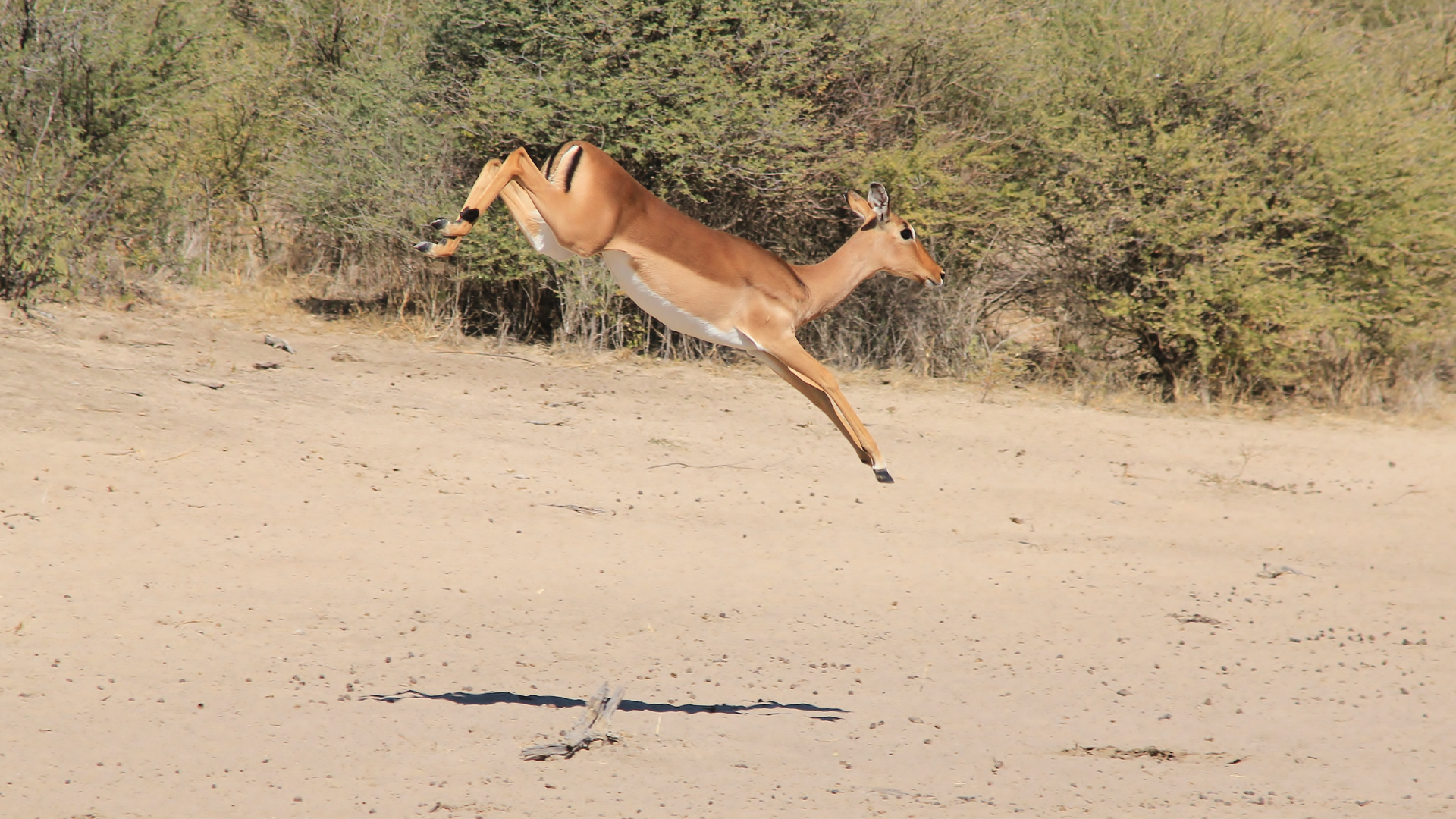 An Impala jumping