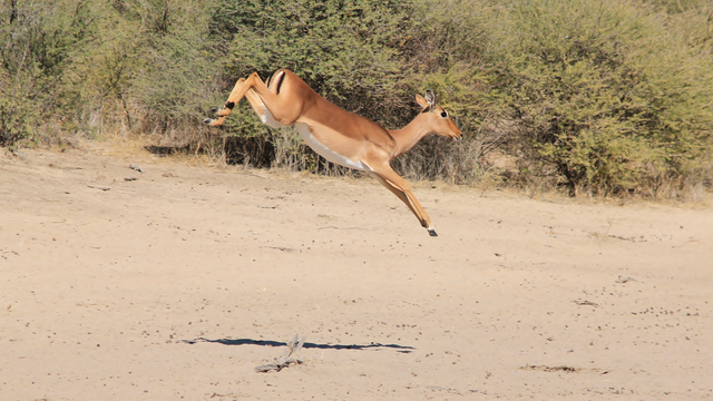 African Impala Jumping Facts
