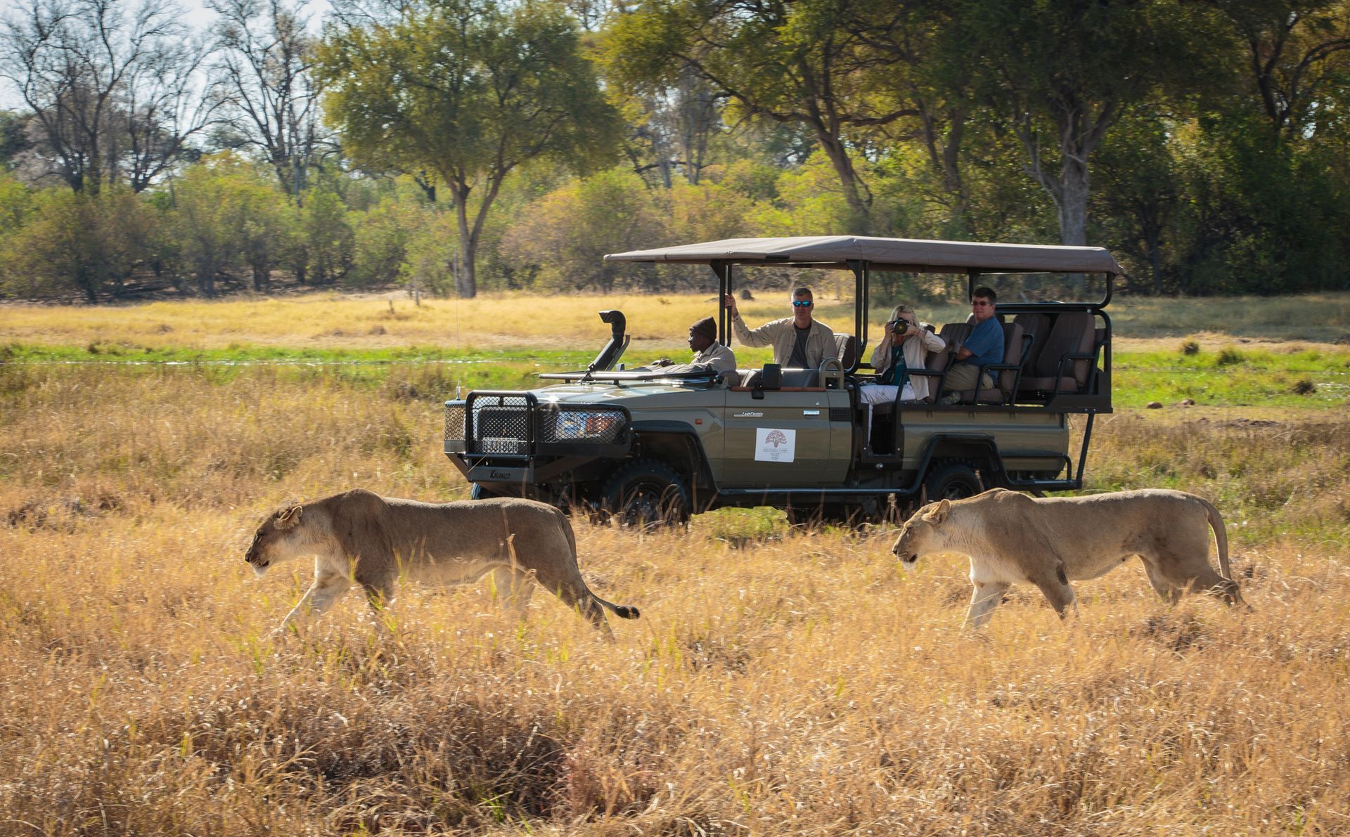 Two lions walk past a safari vehicle carrying tourists in a grassy plain.