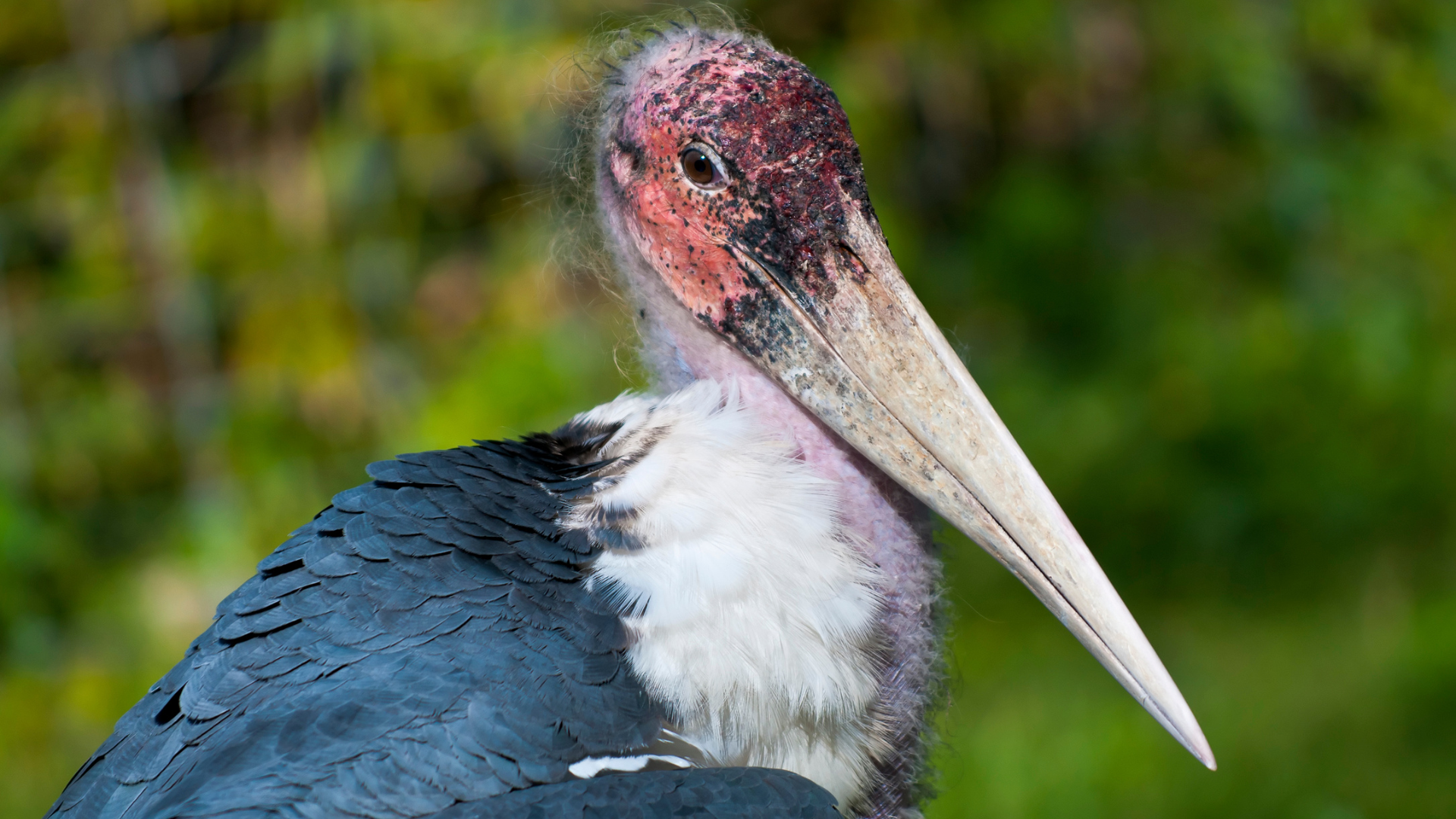 Maribou Stork