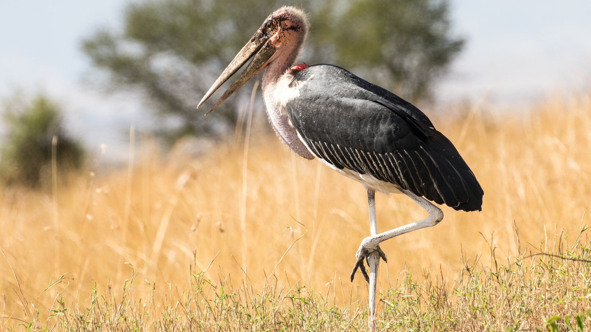 Maribou Stork walking