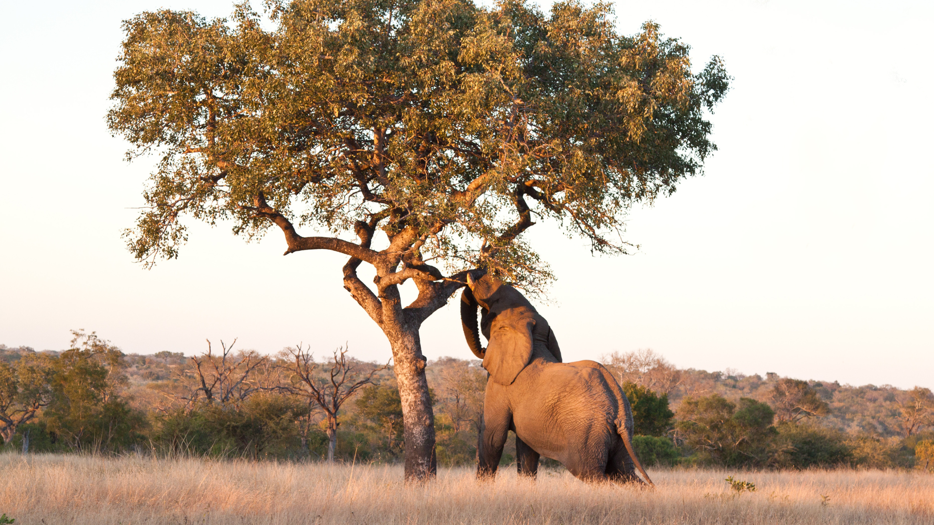 two elephants are standing under a tree