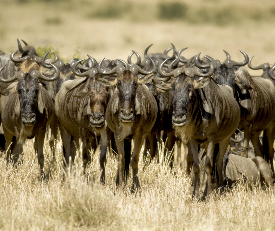 The Masai Mara - home to the greatest wildlife migration in the world