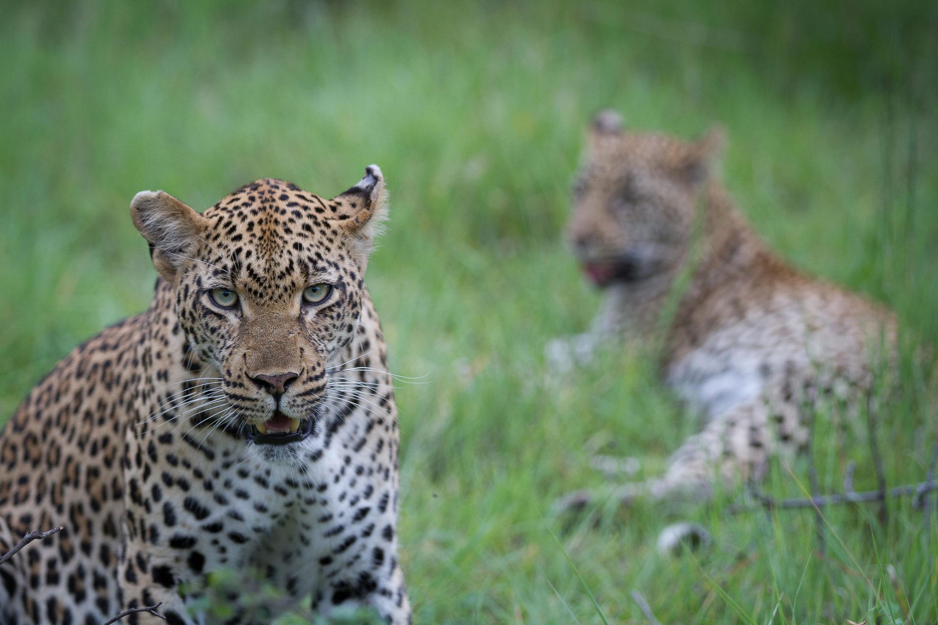 Leopard staring at the viewer in grassy field; another blurred leopard rests in background.