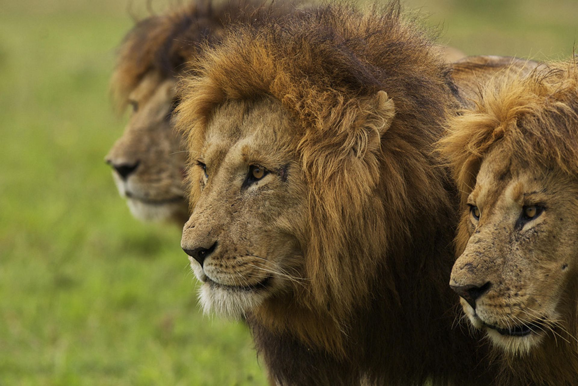 Three lions are standing next to each other in a grassy field. Luxury African Safaris