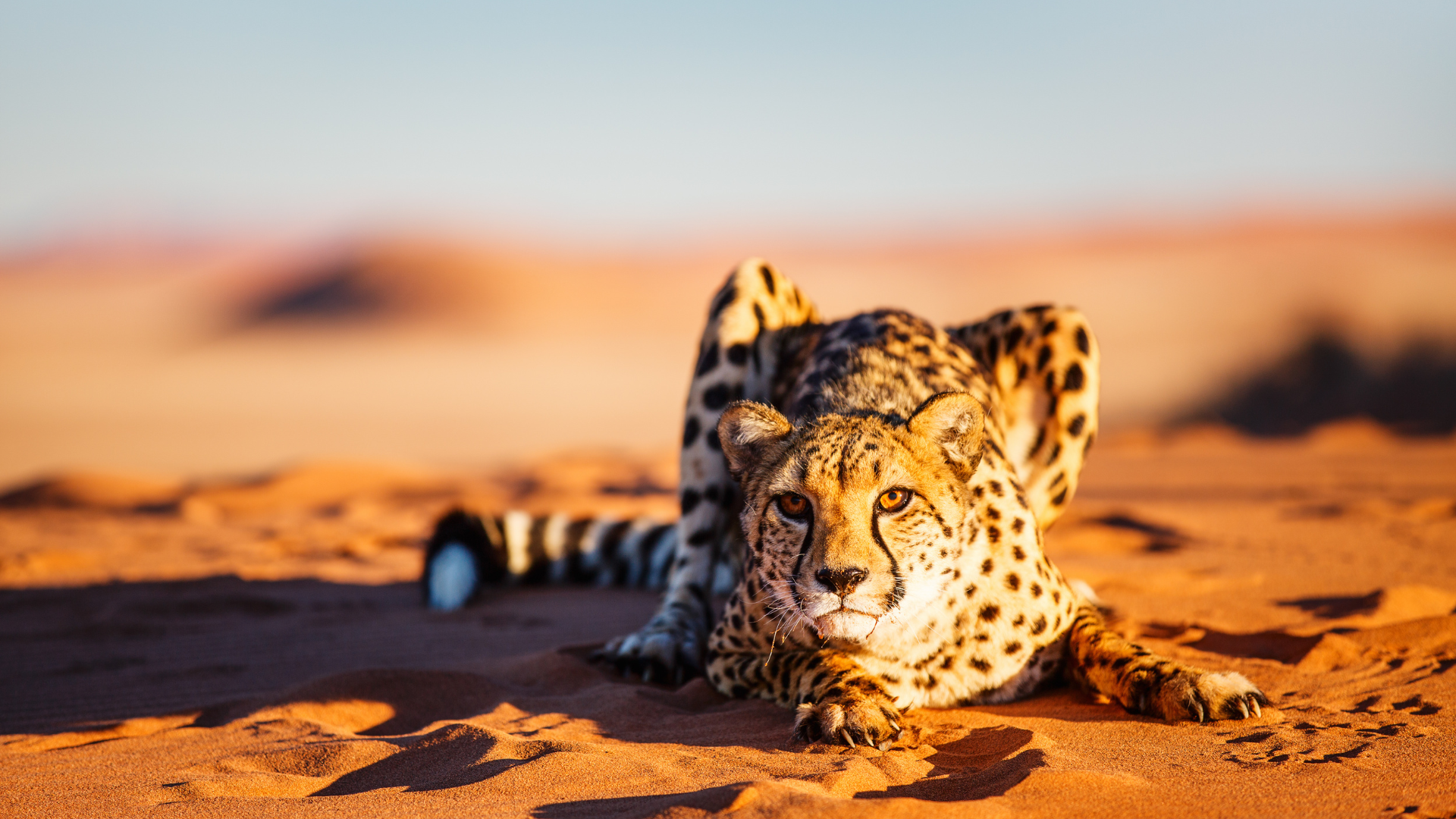 Cheetah lying down on Safari