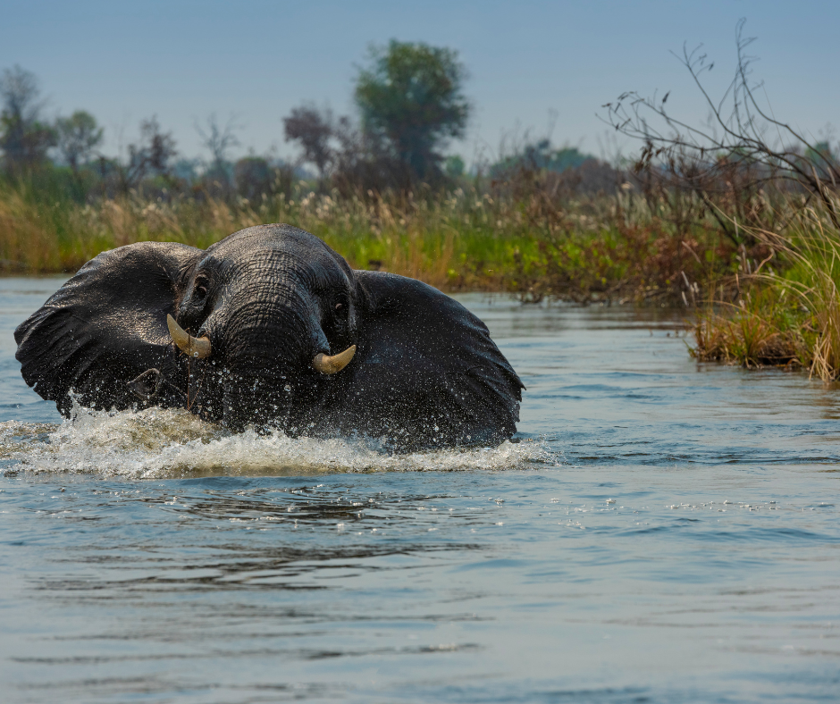 Elephant swimming in the Okavango Delta