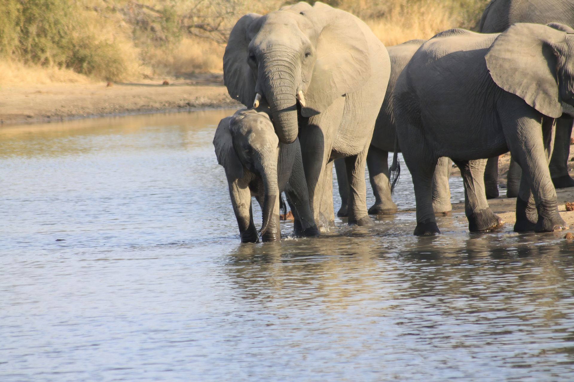 Elephants at Rockfig Safari Lodge