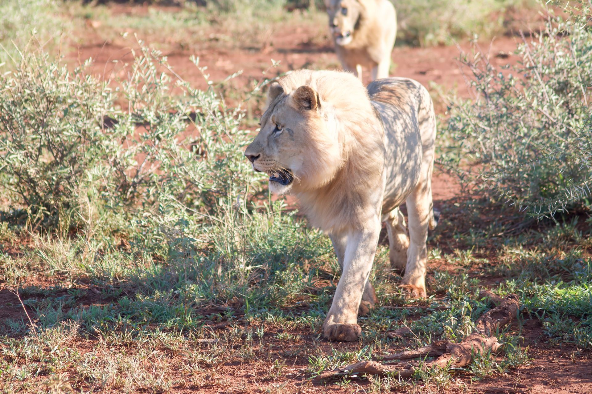 Lions in Madikwe Game Reserve