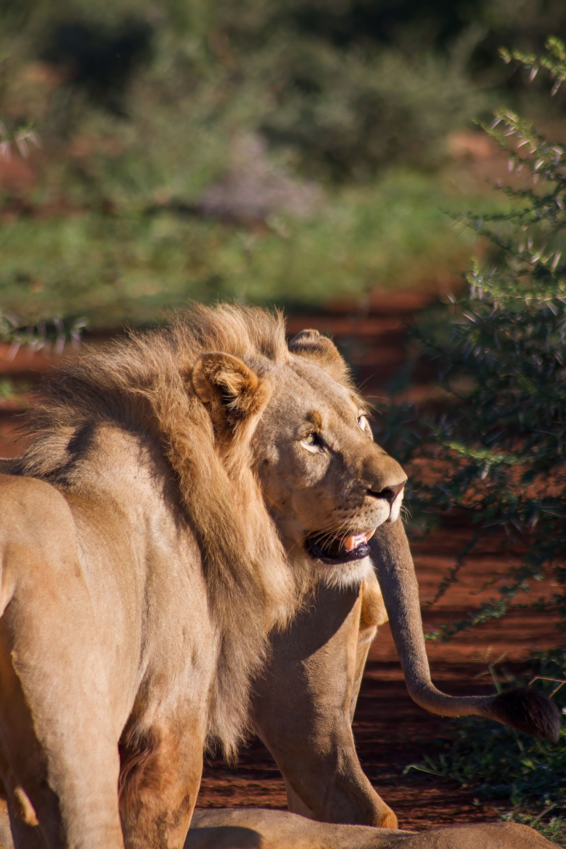 Lions in Madikwe Game Reserve