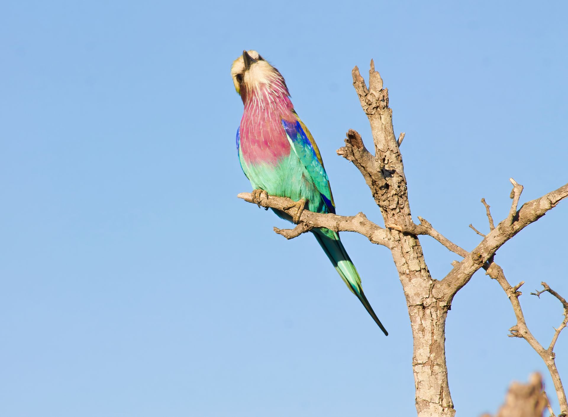 A Lilac Breasted Roller looks on Quizzically in Madikwe Game Reserve © Antje Mouton