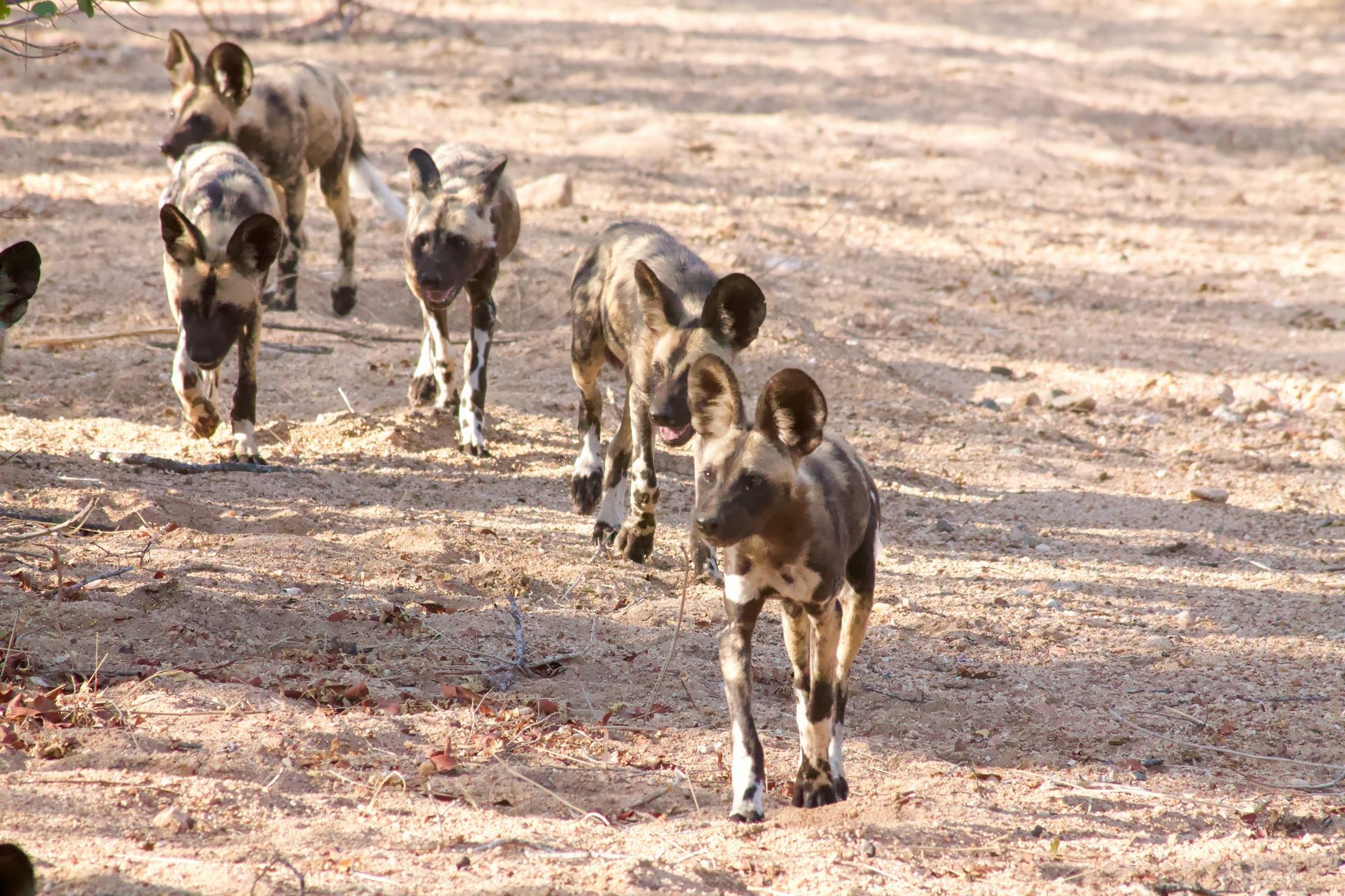 African Wild Dog Puppies at Rockfig Safari Lodge ©Antje Mouton