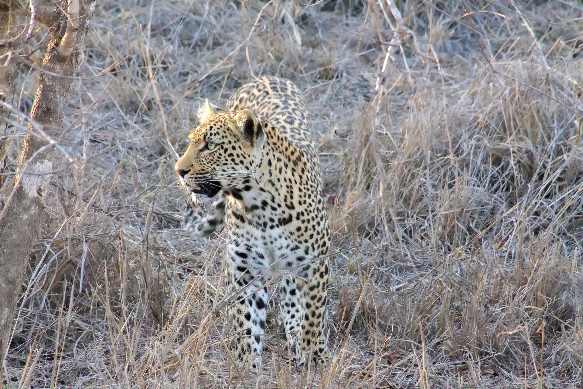 Leopard at Rockfig Safari Lodge © Antje Mouton