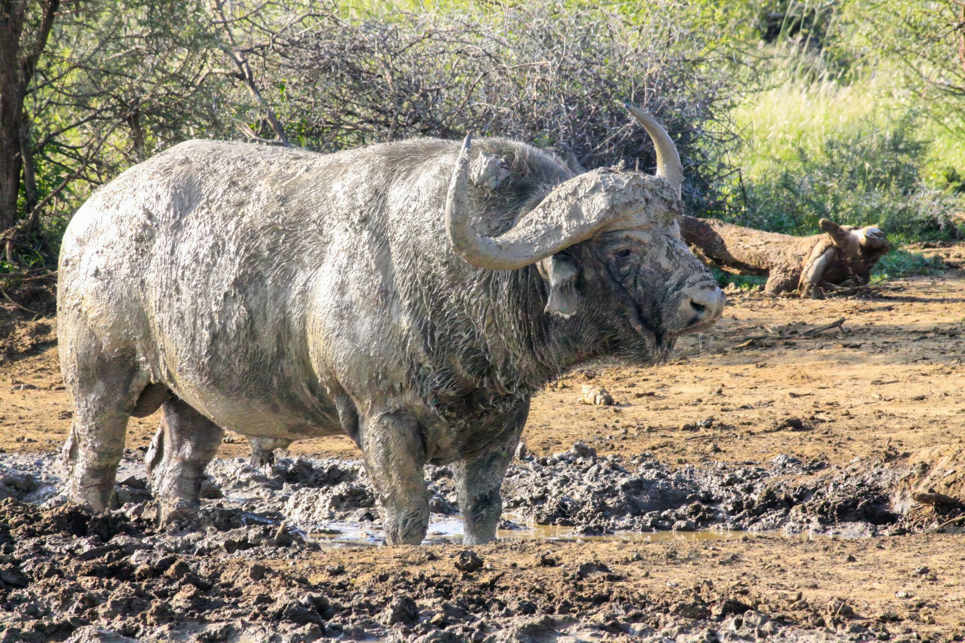 A Dugga Boy or Old Buffalo Bull in a mud wallow in Madikwe Game Reserve