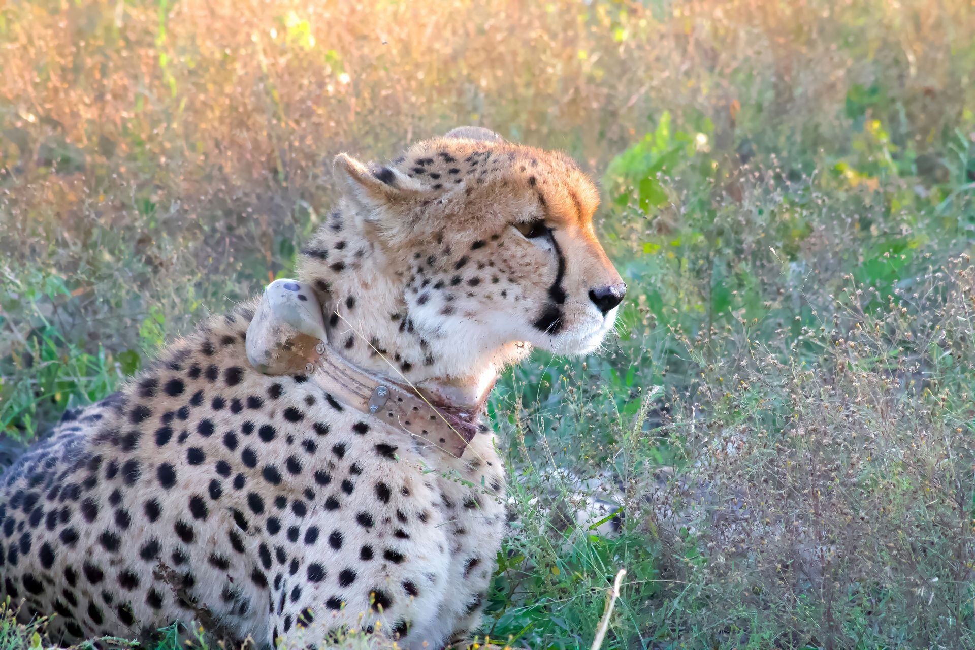 A Cheetah with a tracking collar in Madikwe Game Reserve