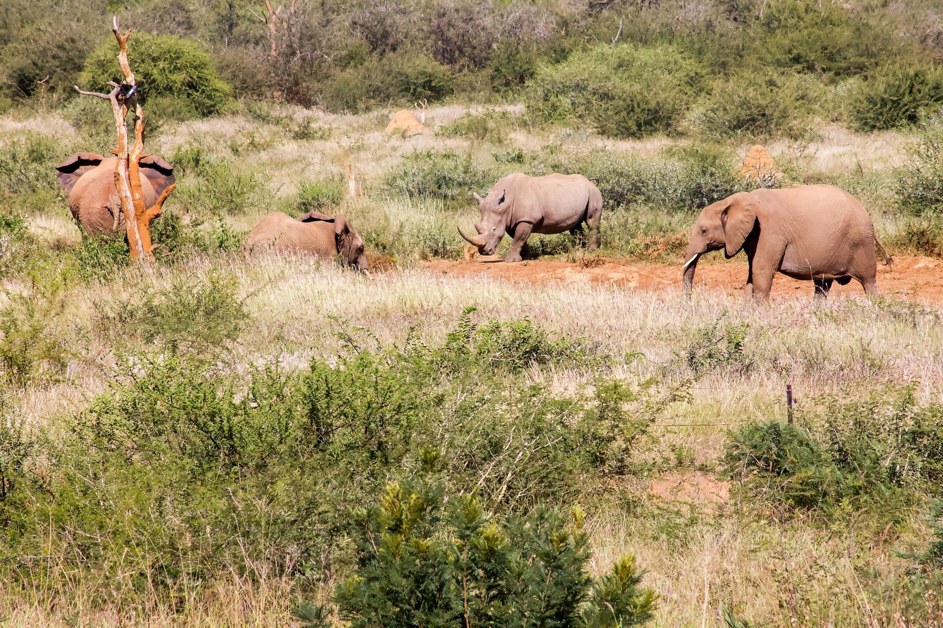 Elephant and Rhinoceros at the same waterhole in Madikwe Game Reserve