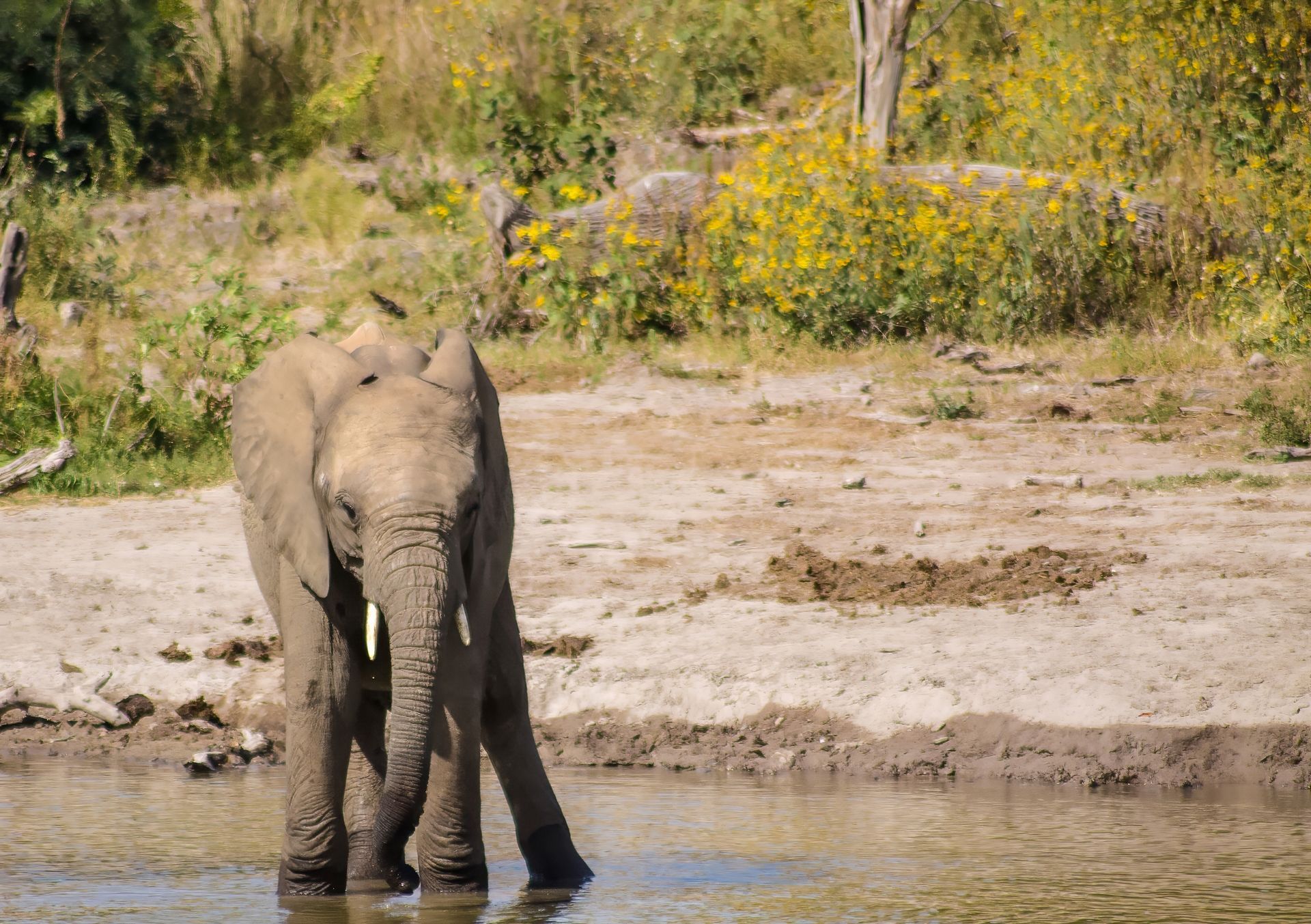 Elephant Drinking at a Waterhole in Madikwe Game Reserve