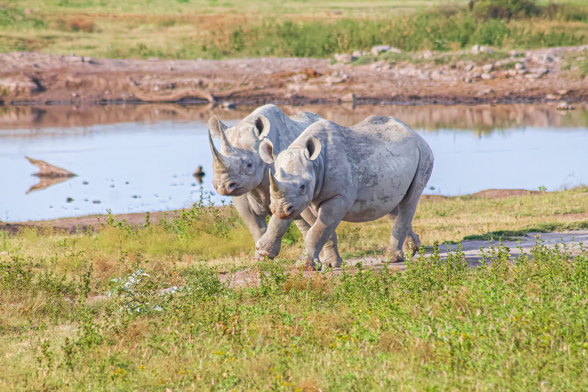 Black Rhinos in Madikwe Game Reserve