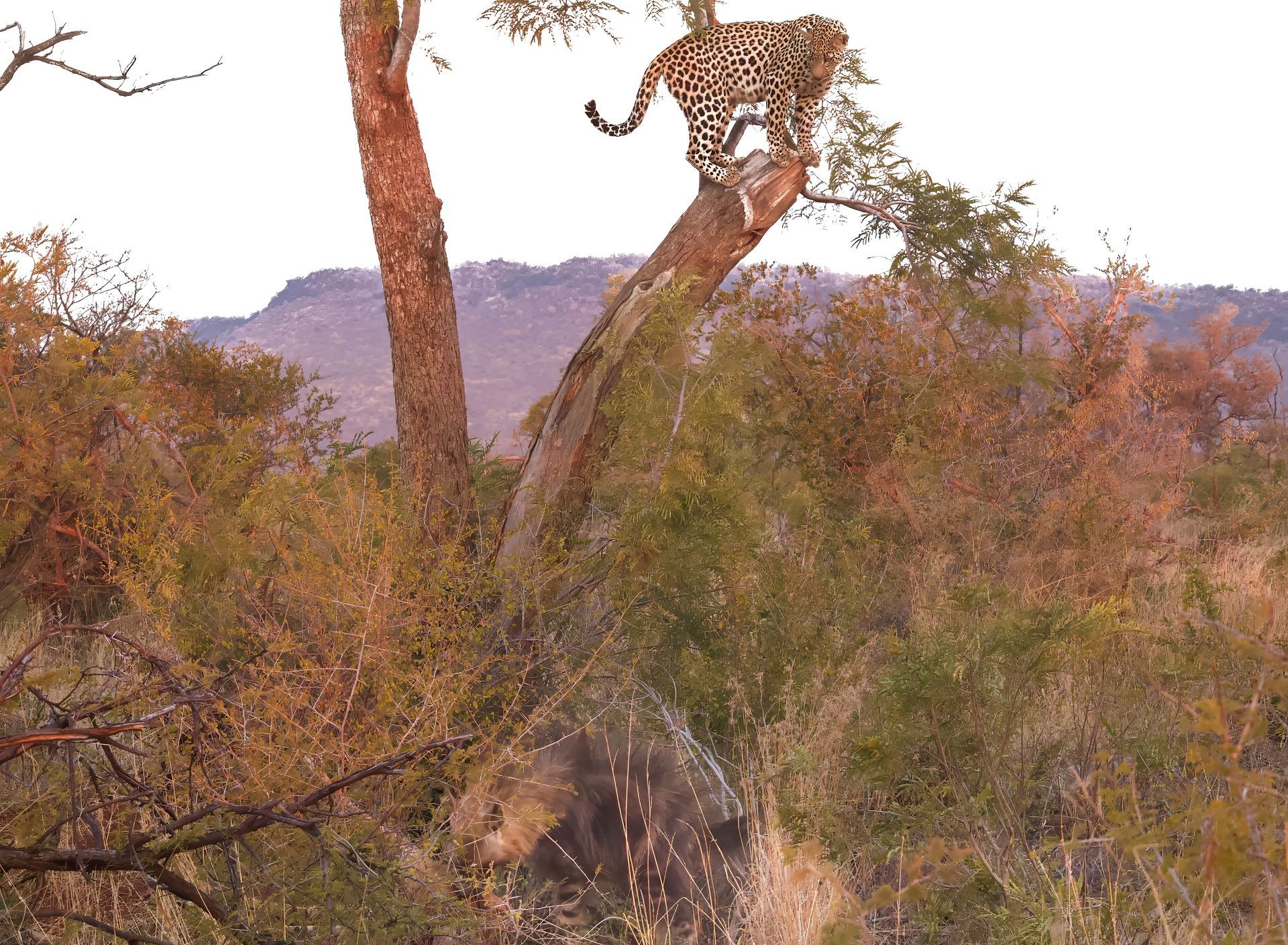 A Leopard in a tree looks down at a Brown Hyena in the Madikwe Game Reserve