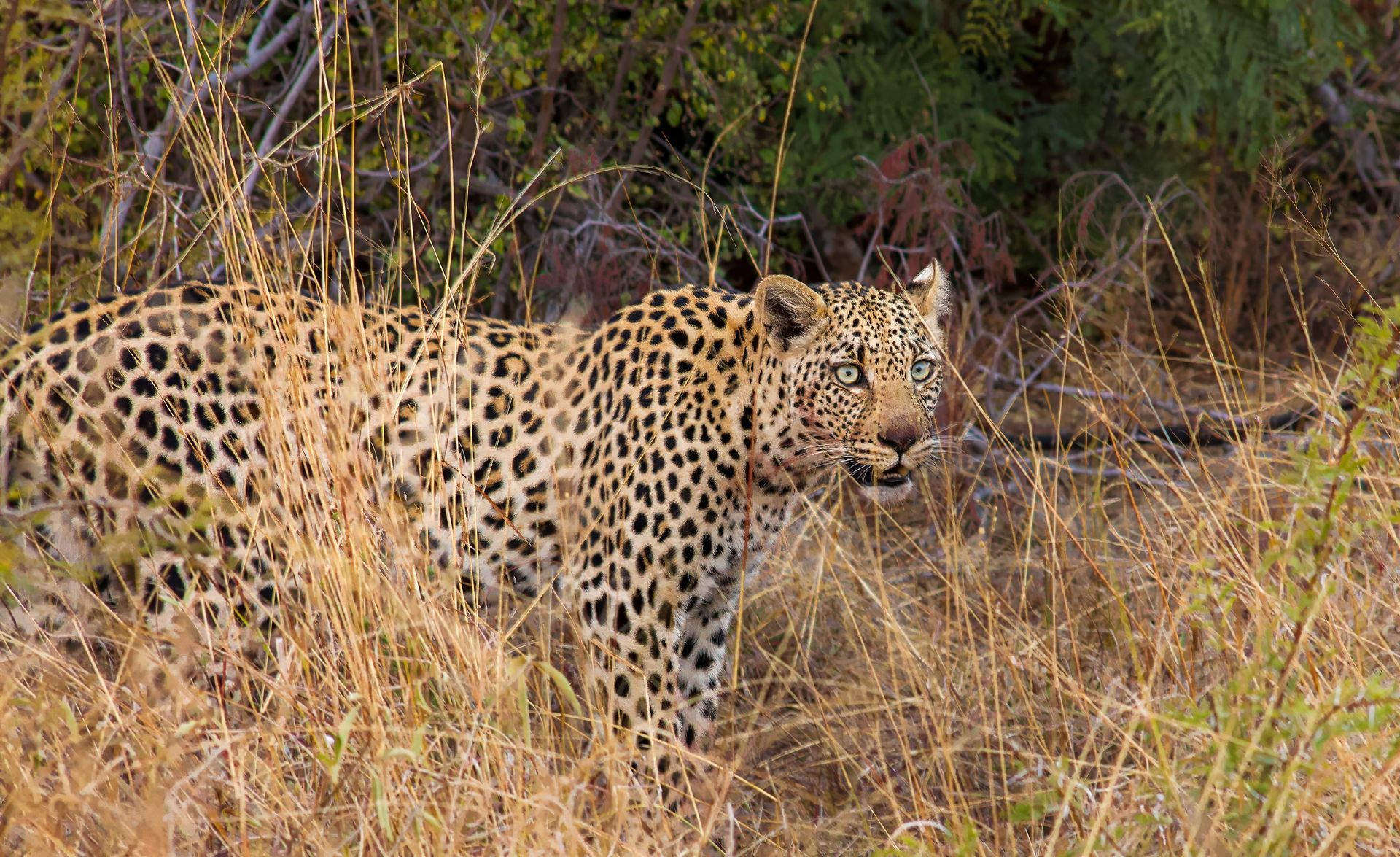 A Leopard peers through the grass in Madikwe Game Reserve