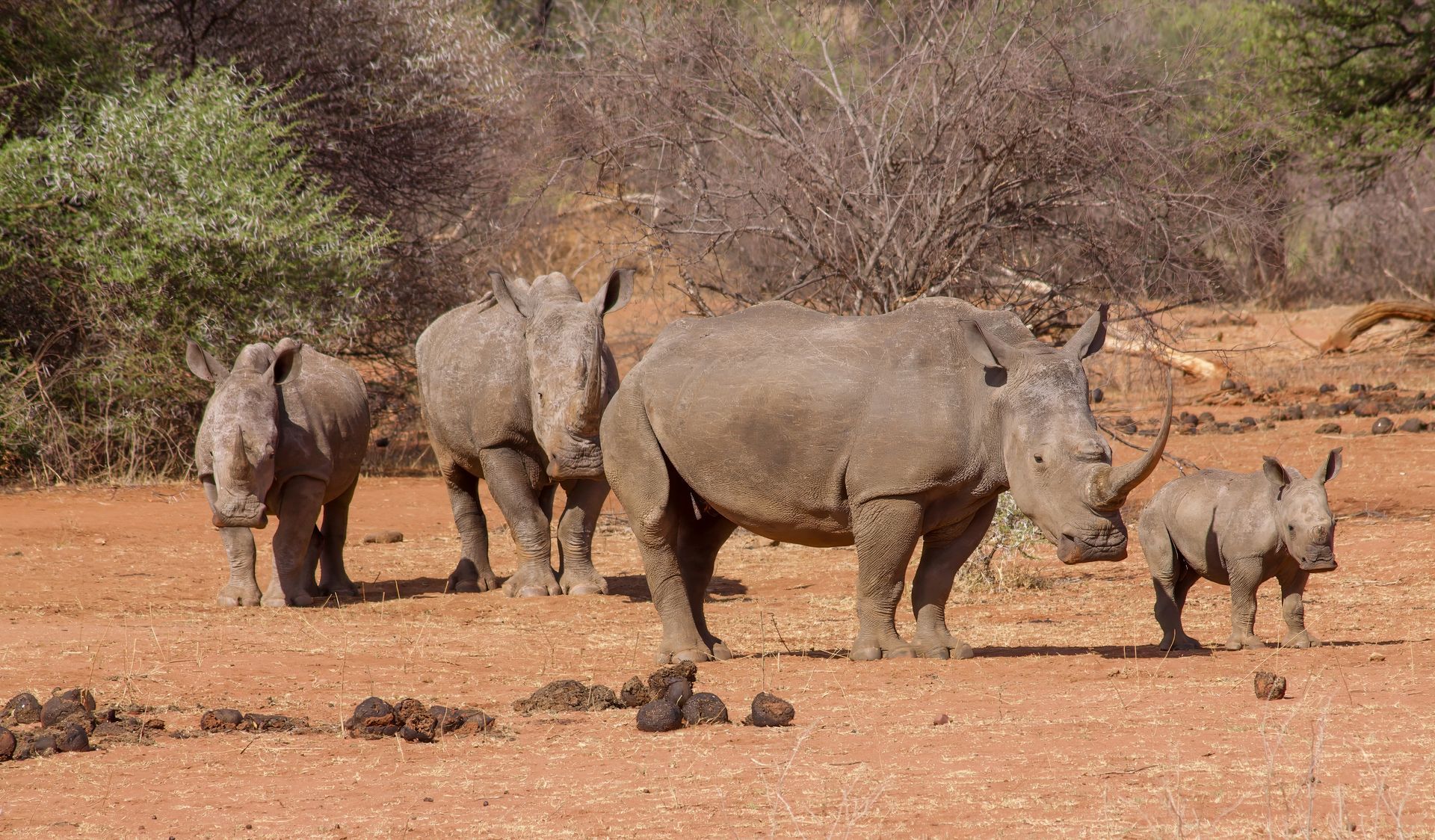 A Crash of white Rhinos in Madikwe Game Reserve