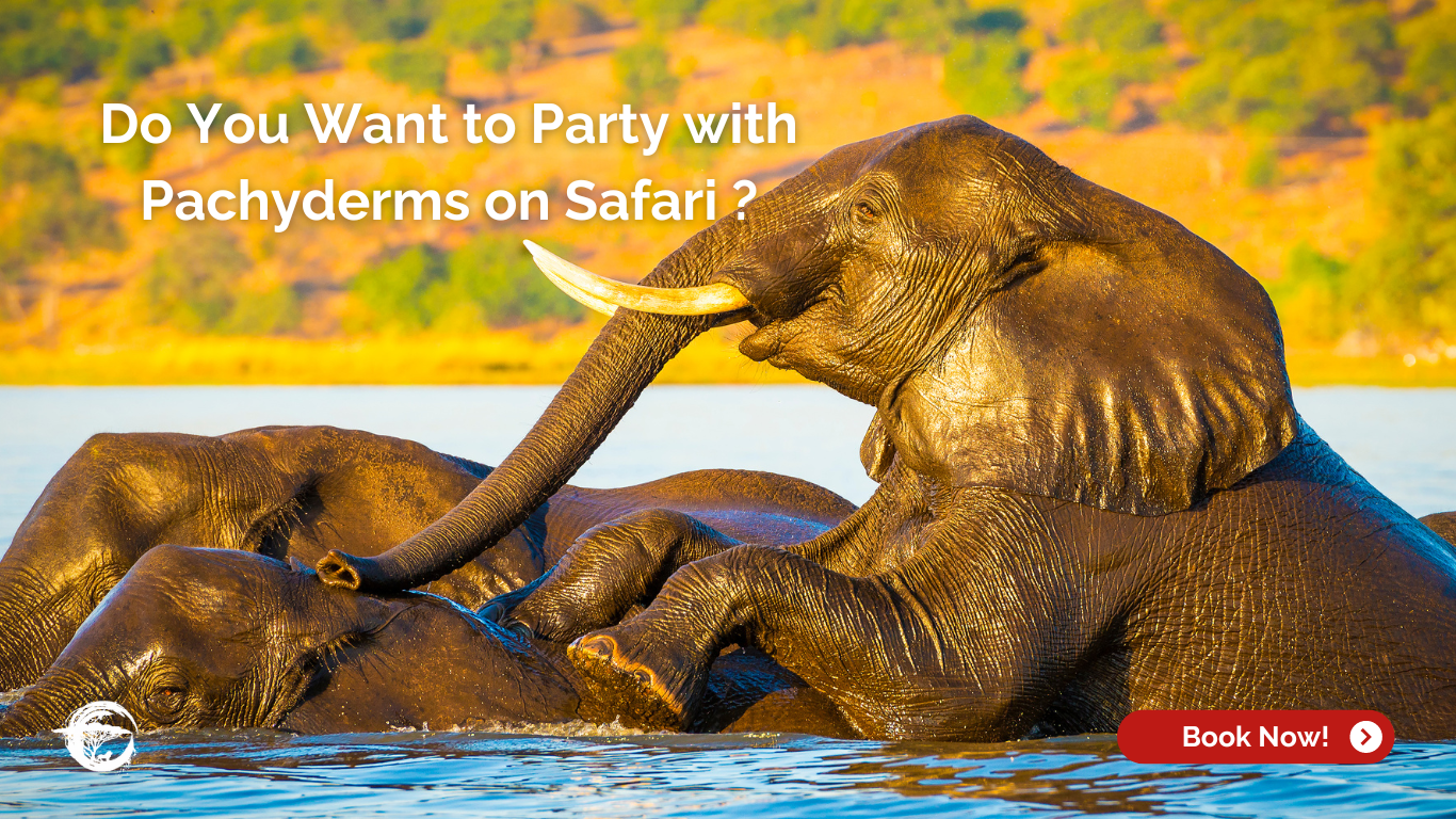 Elephants in Chobe National Park