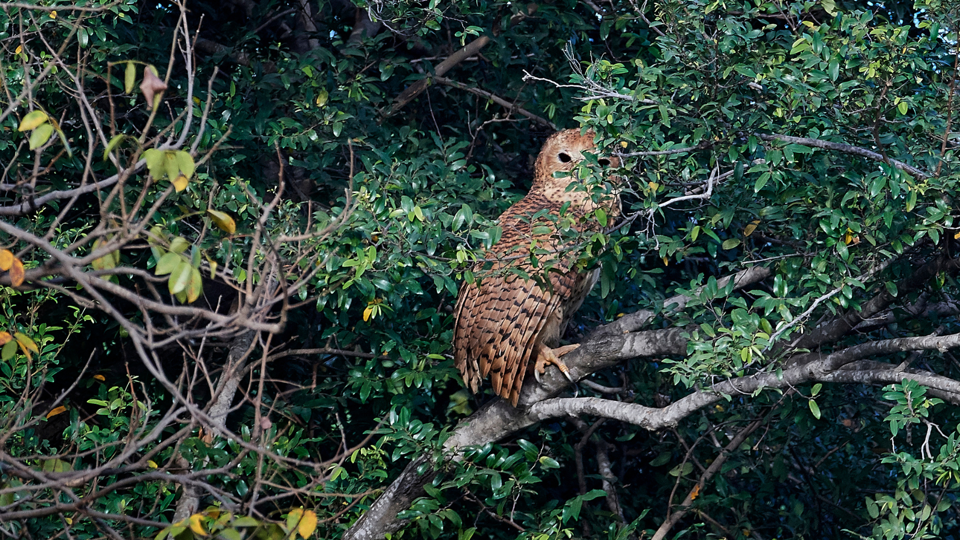 Pel's Fishing Owl on a branch