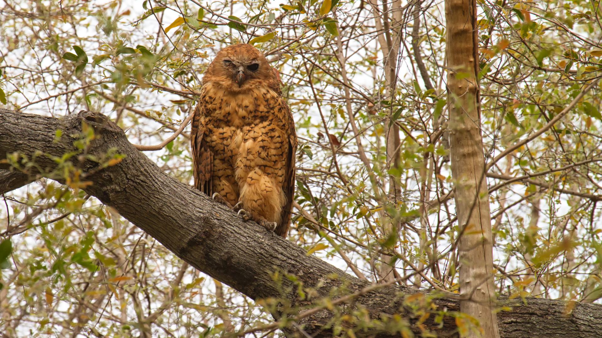Pel's Fishing Owl in a tree