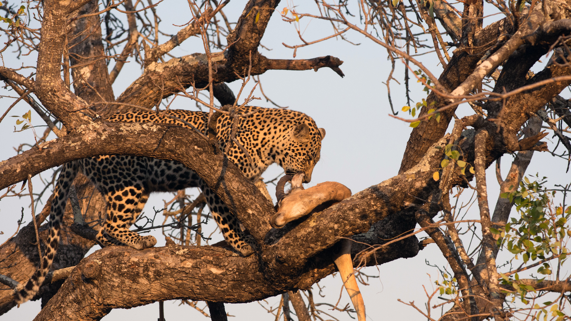 Leopard eating an impala in a tree