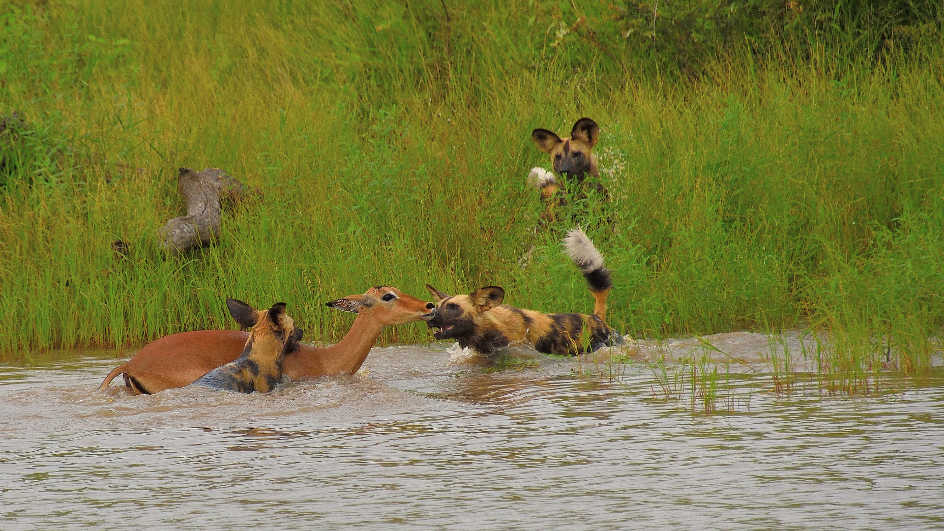 African Wild Dog hunting an impala