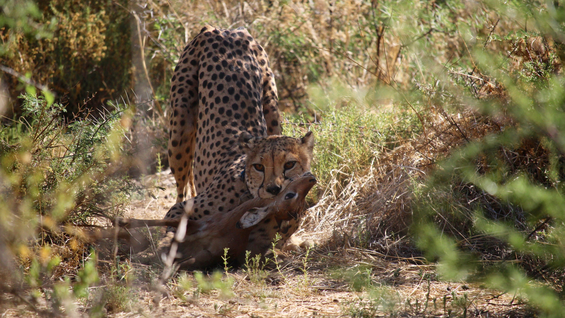 Cheetah eating an impala