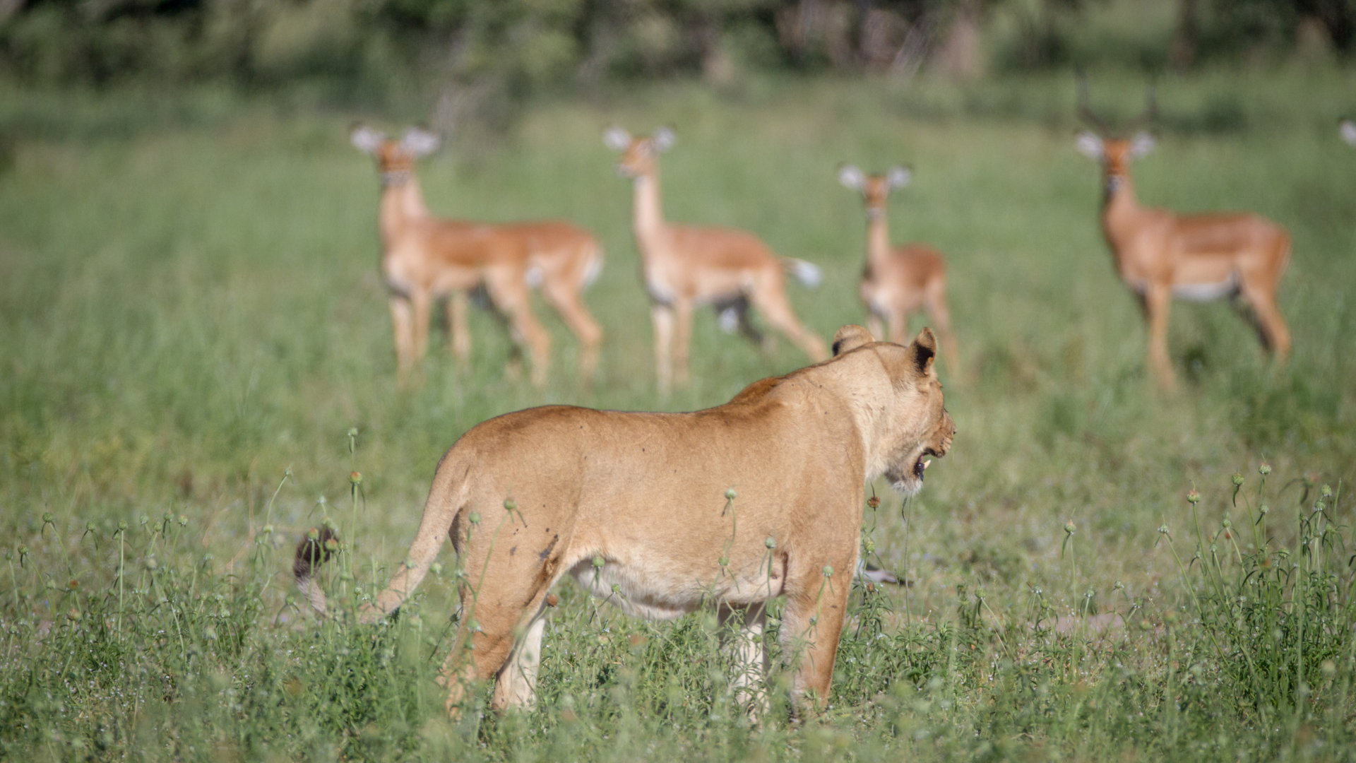 Lion watching impala