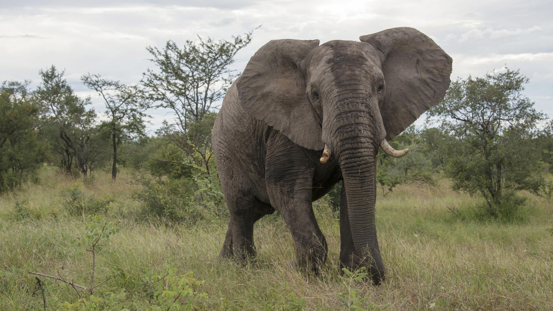 Elephant Bull at Pungwe Safari Camp