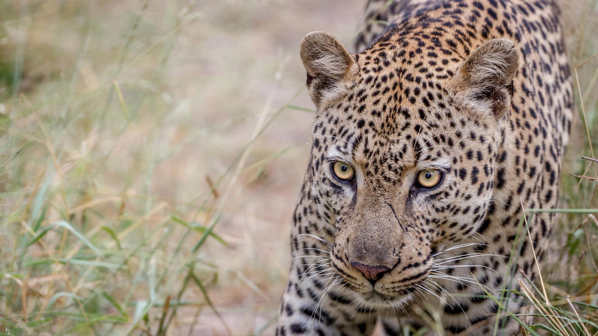 a leopard on game drive in the manyeleti