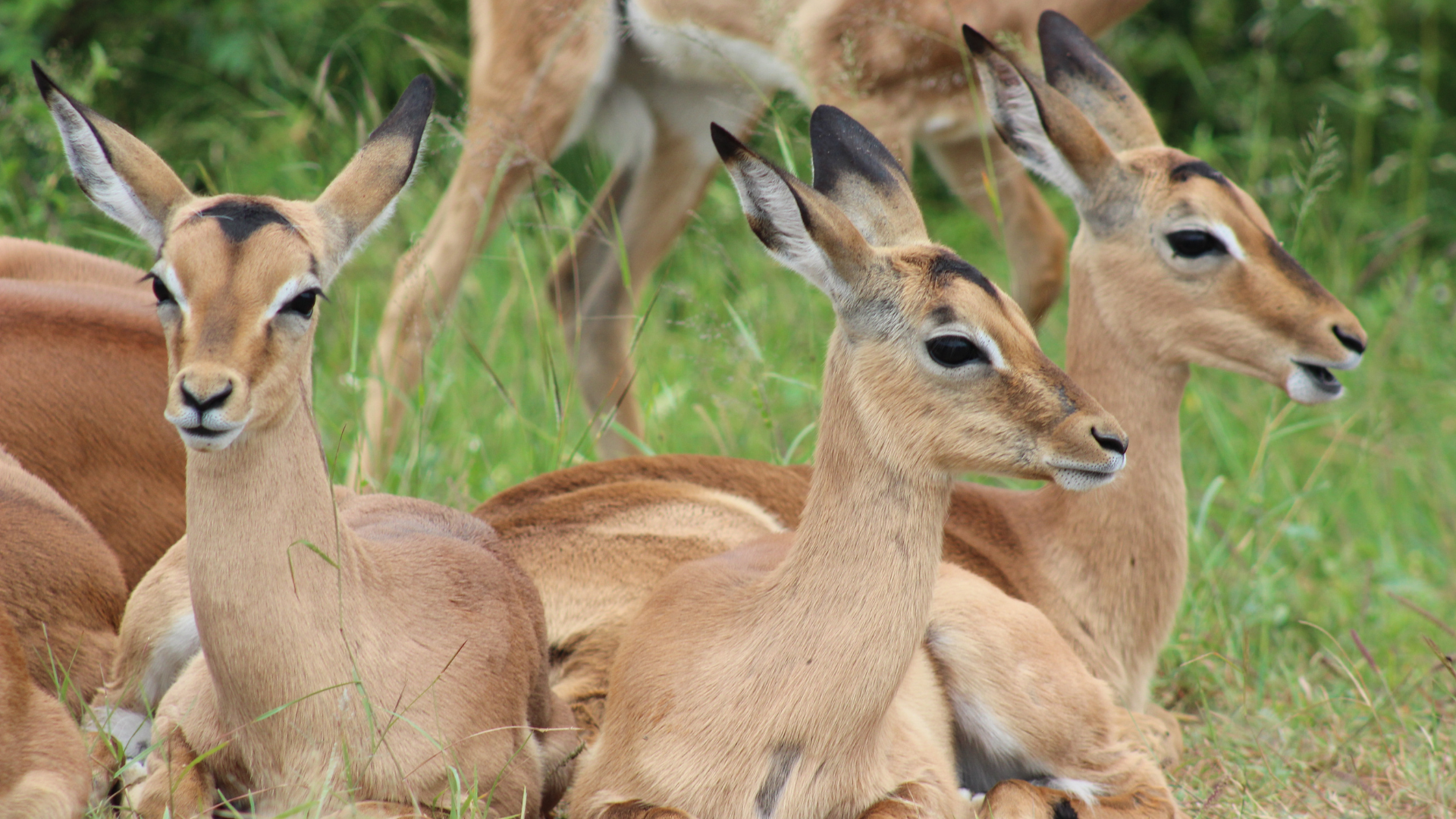 Impala lying down