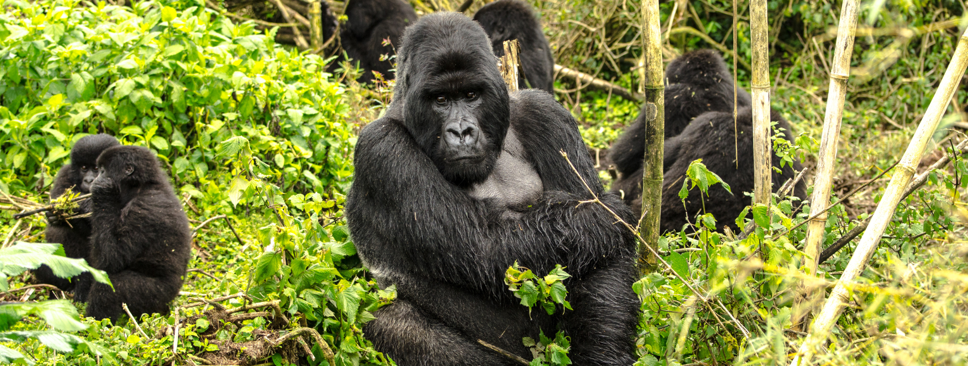 A group of gorillas in a lush, green forest in Rwanda