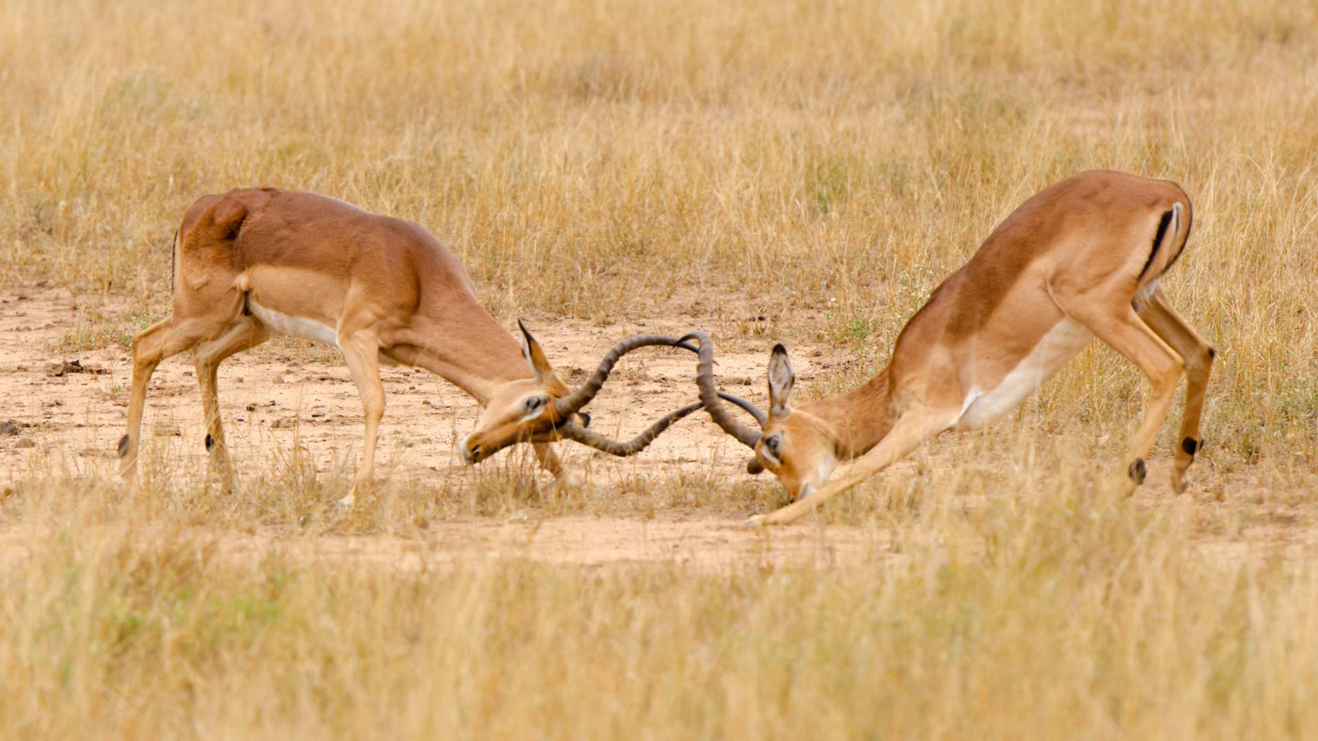 Two male Impala competing for dominance