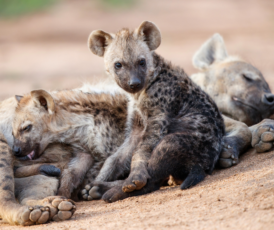 Hyena Cub in the Sabi Sands Game Reserve