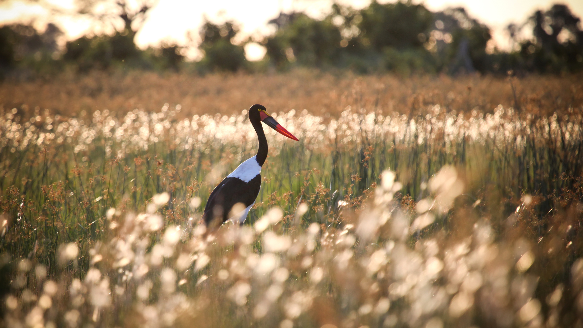 Saddle-billed Stork