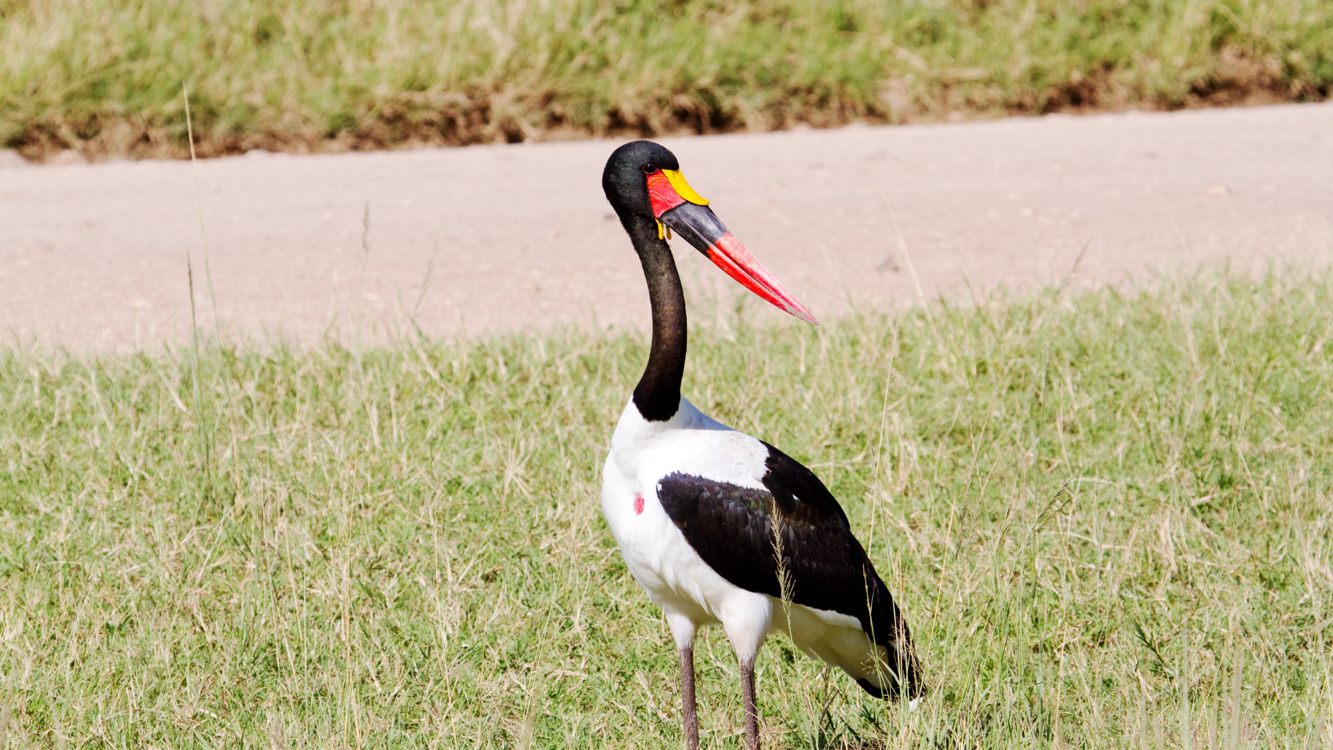 Saddle-Billed Stork