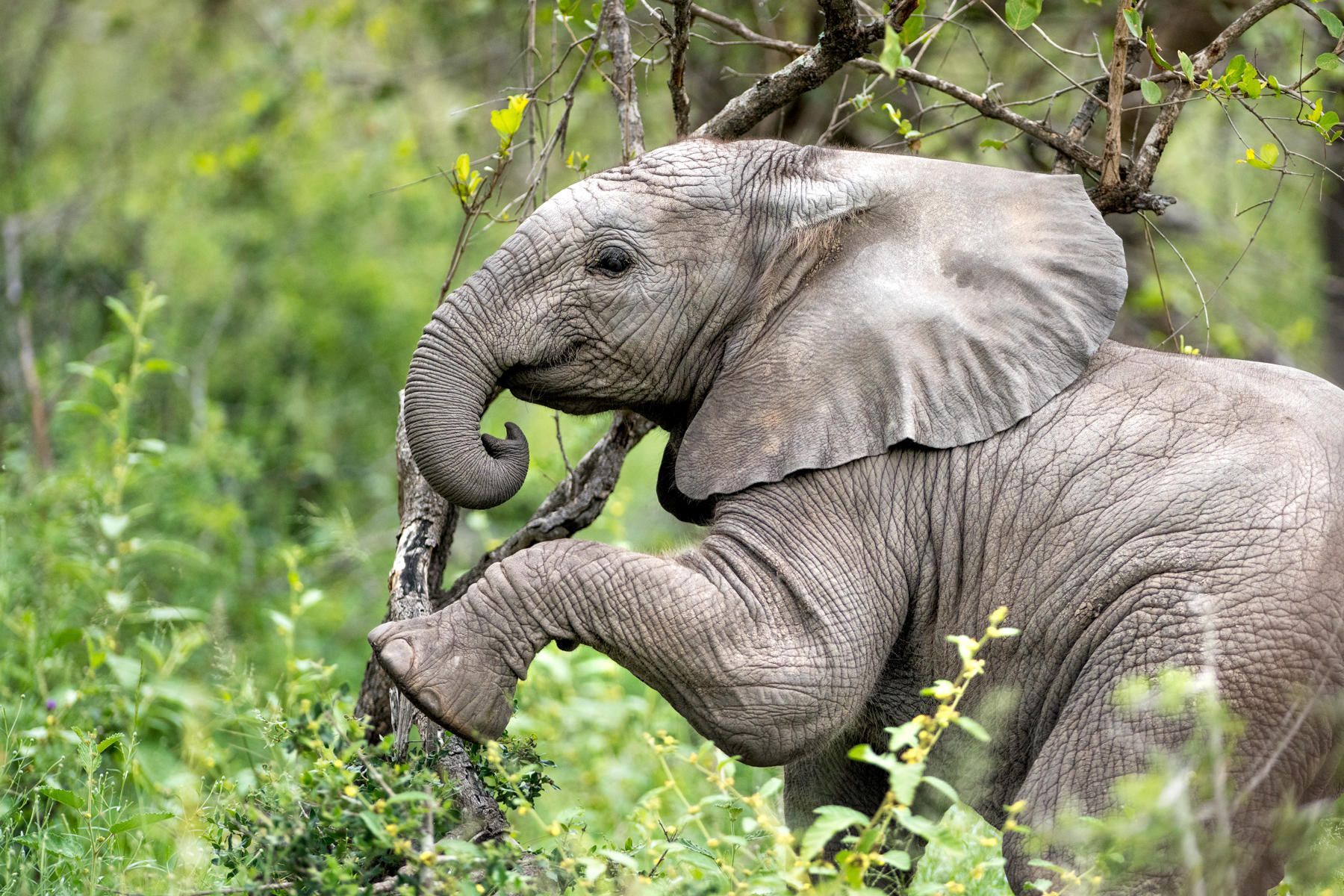 A baby elephant is eating leaves from a tree in the wild. Luxury African Safaris Singita Boulders Lodge