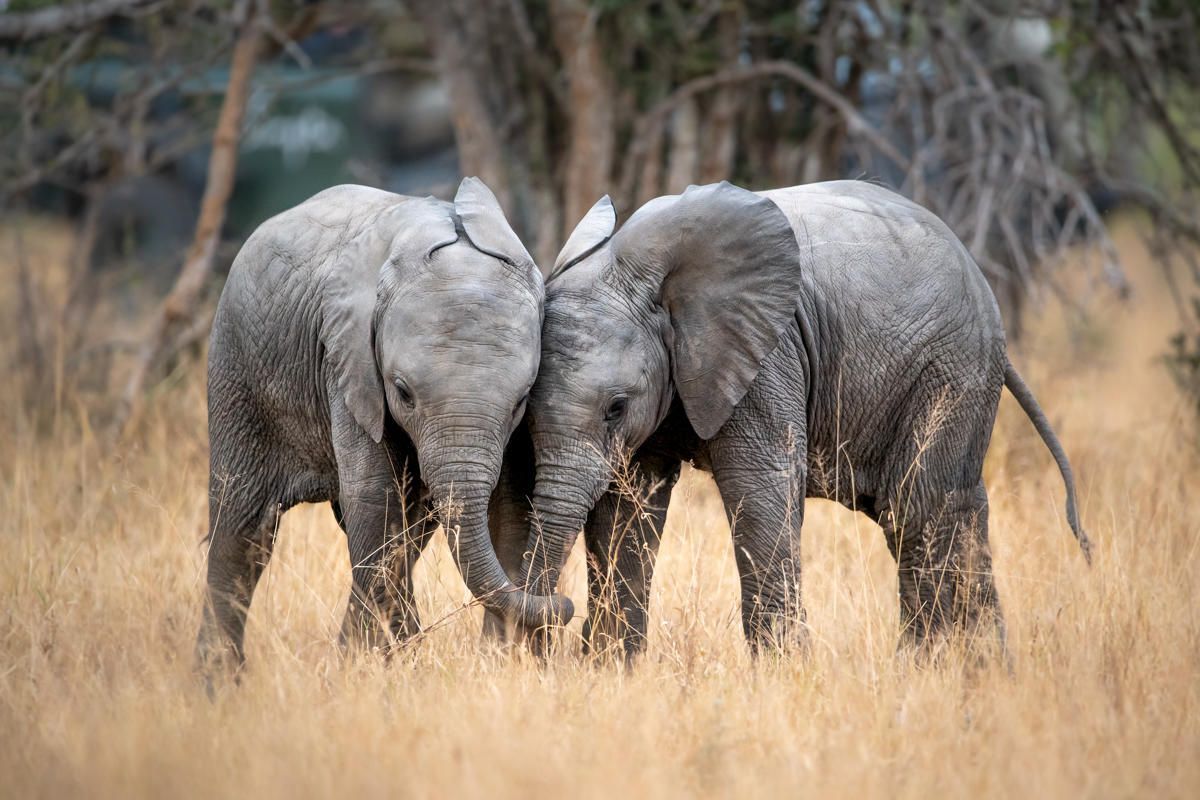 Two baby elephants are standing next to each other in a field. Luxury African Safaris